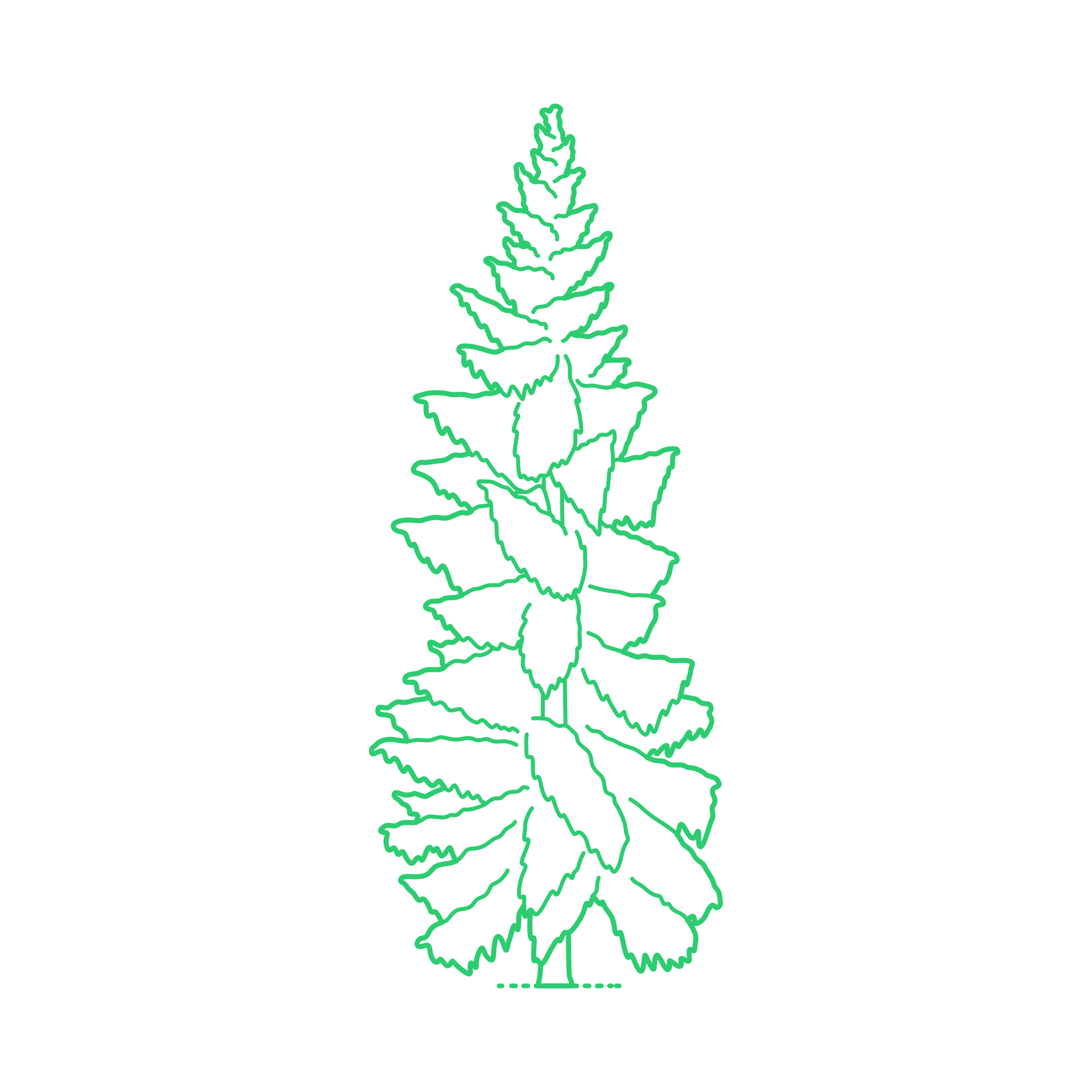 Plants Spruces Weeping Spruce Outline Drawing Svg Vector Free Vectors
